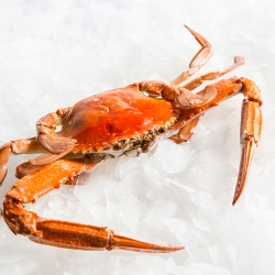 Crab Whole